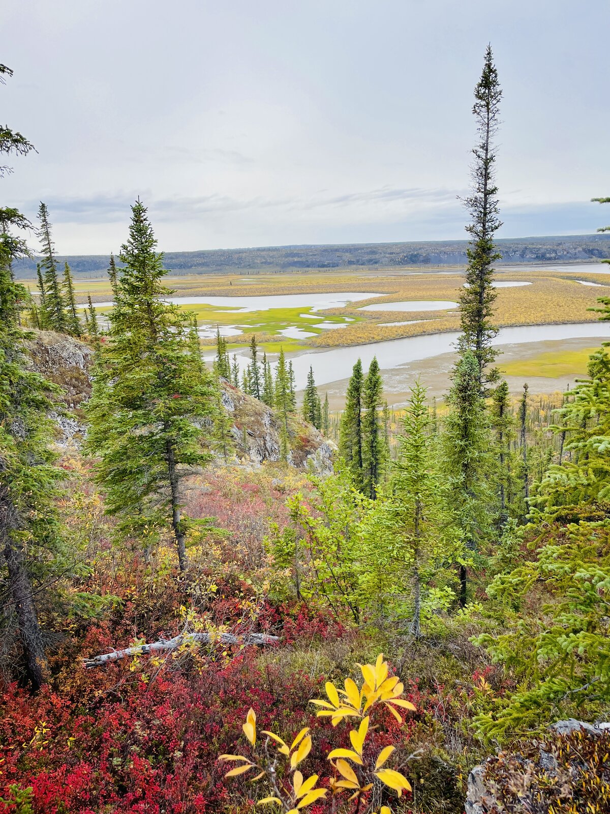 Northern boreal landscape in autumn — conifers above a river valley